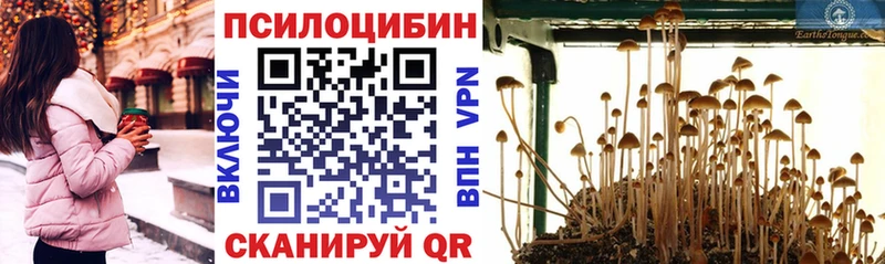 где продают наркотики  Долгопрудный  MEGA ссылка  Псилоцибиновые грибы мицелий 
